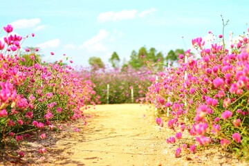 Obraz premium pink flowers in the field
