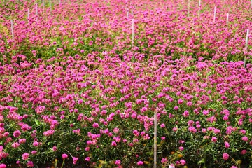 field of pink tulips