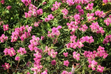 Obraz premium pink flowers in the garden