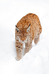 Obraz premium Lynx walking, wild cat in the forest with snow. Wildlife scene from winter nature. Cute big cat in habitat, cold condition. Snowy forest with beautiful animal wild lynx, Germany.