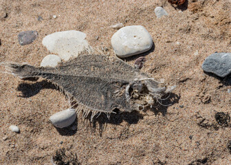dead fish skeleton fragments on a pebble background, Baltic Sea coast, Estonia