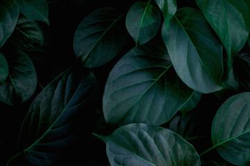closeup nature view of green leaf background and dark tone