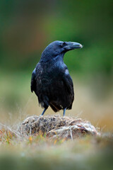 Raven, black bird with dead hare on the road, animal behavior in nature habitat, dark green forest in the background. Wildlife scene from nature, Germany, Europe.