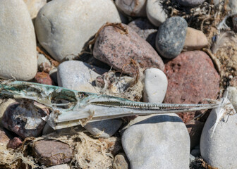 dead fish skeleton fragments on a pebble background, Baltic Sea coast, Estonia