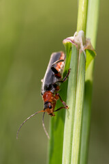 insecta, herrgottskäfer, natur, badgered, makro, green, rot, gras, käfer, fliege, blatt, tier, pflanze