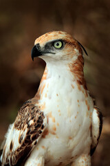 Changeable hawk-eagle, Nisaetus cirrhatus, close up, eagle on the ground, perched on rotten trunk against high grass in background. Wilpattu national park, Sri Lanka. Wildlife photography.