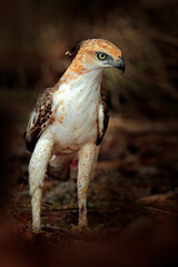 Changeable hawk-eagle, Nisaetus cirrhatus, close up, eagle on the ground, perched on rotten trunk against high grass in background. Wilpattu national park, Sri Lanka. Wildlife photography.