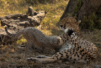 Malaika Cheetah feeding her cub resting under a tree at Masai Mara, Kenya