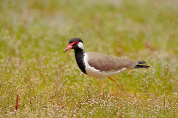 Red-wattled lapwing, Vanellus indicus,  Asian bird or large plover wader in the family Charadriidae. Lapwing walking in the grass lake in the nature habitat, Yala National Park, Sri Lanka, Asia