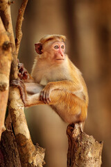 Toque macaque, Macaca sinica, monkey with evening sun. Macaque in nature habitat, Wilpattu NP, Sri Lanka. Wildlife scene from Asia. Beautiful forest in background.