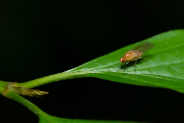 insecta, makro, natur, blatt, fliege, badgered, green, tier, insecta, käfer
