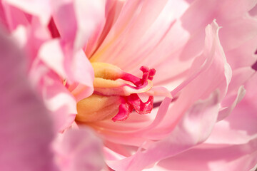 Peony flower closeup. Pink peony flower stamens closeup