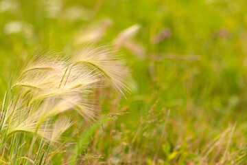 Lyrical natural background - feather grass on a background of green grass. Selective focus, strong blur.