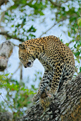 Leopard from Sri Lanka, Panthera pardus kotiya, big spotted cat lying on the tree in the nature habitat, Yala national park, Sri Lanka. Leoprad hidden in green vegetation.