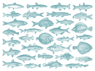 River and sea fish collection - vector vintage engraved illustration from Petit Larousse Illustr&eacute; 1914