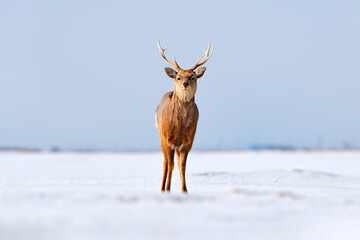 Naklejka na ściany i meble Hokkaido sika deer, Cervus nippon yesoensis, on the snowy meadow, winter mountains in the background, animal with antlers in the nature habitat.