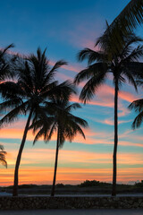 Fototapeta na wymiar Palm trees on Miami Beach at sunrise in Ocean Drive, South Beach, Florida 