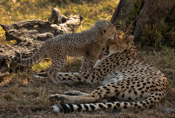 Malaika Cheetah with her cub resting under a tree at Masai Mara, Kenya