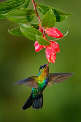 Fiery-throated Hummingbird, Panterpe insignis, shiny colorful bird in flight. Wildlife flight action scene from tropical forest in dark habitat. Mountain bright animal from Costa Rica.