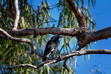 Pied Currawong Bird Perched In Bushland