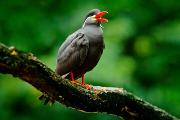 Inca Tern, Larosterna inca, bird on tree branch. Portrait of Tern from Peruvian coast. Bird in nature sea forest habitat. Wildlife scene from nature. Black bird with red bill from Peru.