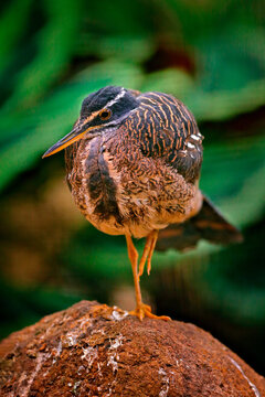 Sunbittern, Eurypyga helias, detail close-up portrait of rare bird from Costa Rica. Wildlife scene from nature. Sunbitter in the forest habitat near the water.