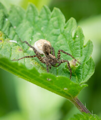 spinne, insecta, natur, makro, blatt, tier, green, badgered, wild lebende tiere, 