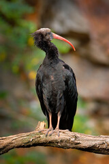 Bald Ibis Geronticus eremita, exotic bird in the nature habitat, evening sun light, during sunset, Marocco. Northern Ibis sitting on the branch, rock mountain in the background.