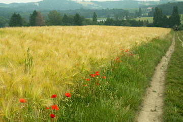 Poppy in the corn field | 1