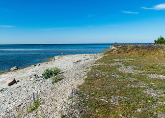summer landscape with limestone cliffs, Undva Cape, Tagamoisa Peninsula, Saaremaa Island, Estonia