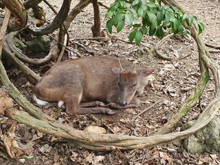 squirrel in the forest