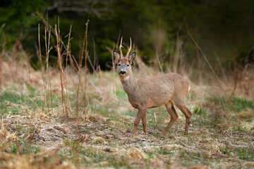 Roe deer, Capreolus capreolus, in the nature forest habitat. Deer on the gravel forest road, hiden in the vegetation. Misty morning in Sumava NP, Czech Republic. Foggy nature in Europe.