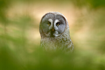 Obraz premium Great grey owl, Strix nebulosa, bird hunting on the meadow, sitting on old tree trunk with grass, portrait with yellow eyes.
