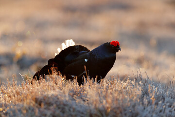 Sweden wildlife. Black grouse on the pine tree. Nice bird Grouse, Tetrao tetrix, in marshland, Polalnd. Spring mating season in the nature. Wildlife scene from north Europe. Black bird with red crest