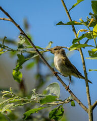 Pierwiosnek
(Phylloscopus collybita)