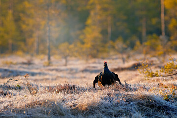 Sweden wildlife. Black grouse on the pine tree. Nice bird Grouse, Tetrao tetrix, in marshland, Polalnd. Spring mating season in the nature. Wildlife scene from north Europe. Black bird with red crest
