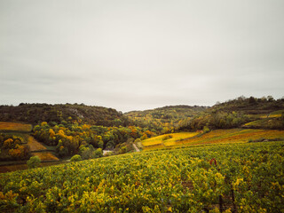 vignes automnal en Bourgogne. Vignes jaunes en automne à Meursault. Paysage automnal