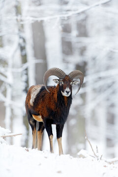 Mouflon, Ovis orientalis, horned animal in snow nature habitat. Close-up portrait of mammal with big horn, Slovakia. Cold snowy tree vegetation, white nature. Snowy winter in forest.