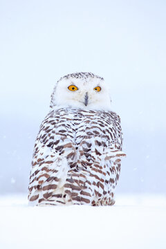 Snowy Owl Sitting On The Snow In The Habitat. Cold Winter With White Bird. Wildlife Scene From Nature, Manitoba, Canada. Owl On The White Meadow, Animal Behaviour.