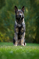 German Shepherd Dog, is a breed of large-sized working dog that originated in Germany, sitting in the green grass with nature in background.