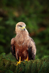 Black Kite, Milvus migrans, brown bird of prey sitting on spruce tree branch with cone. Kite in the...