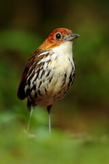 Chestnut-crowned antpitta, Grallaria ruficapilla, rare bird from dark forest in Rio Blanco, Colombia. Wildlife scene from nature. Birdwatching in tropical jungle.