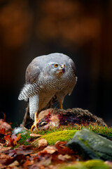 Animal behaviour, wildlife scene from nature. Goshawk in the orange vegetation.Goshawk, Accipiter gentilis, feeding on killed hare in the forest. Bird of Prey with fur catch in the habitat.