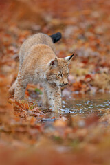 Lynx walking in the orange leaves with water. Wild animal hidden in nature habitat, Germany. Wildlife scene from forest, Germany. Lynx in autumn vegetation in the wood. B