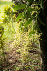 A small yellow orchid just blooming.