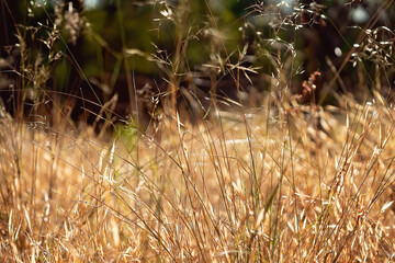 Blurred Grass To Use As Background