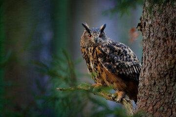 Big owl in forest habitat, sitting on old tree trunk. Eurasian Eagle Owl with big orange eyes, Germany. Bird in autumn wood, beautiful sun light between the trees. Wildlife scene from nature.