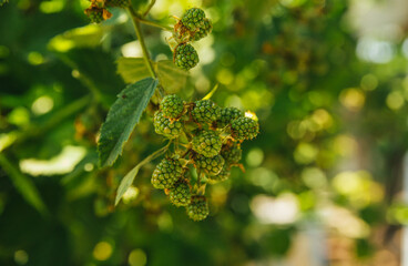 A bunch of green brambles.Sunlight through green leaves.