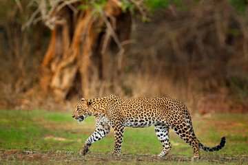 Walking Sri Lankan leopard, Panthera pardus kotiya. Big spotted wild cat in the nature habitat,...