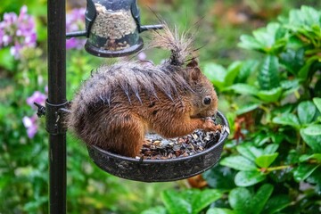 Eichhörnchen im Regen